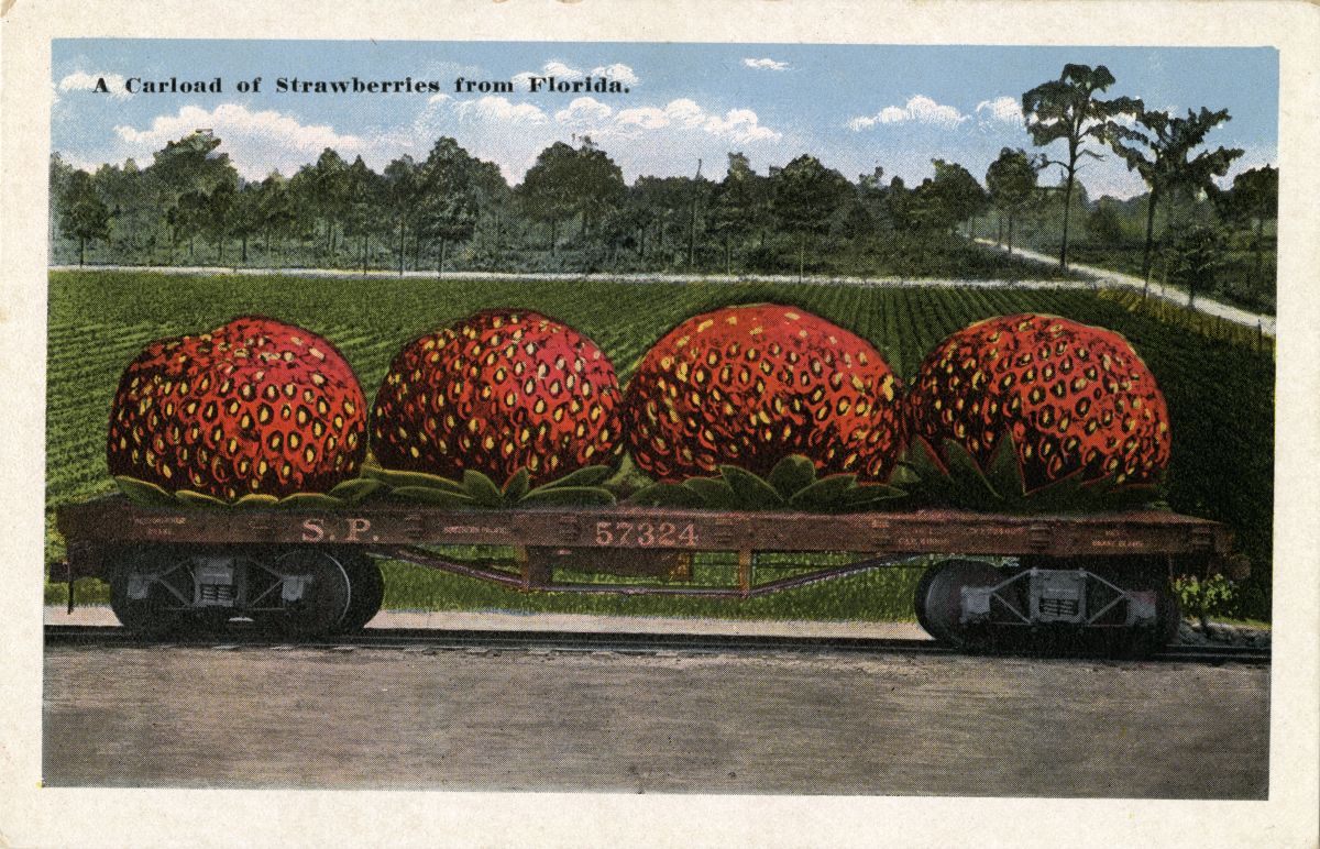 A Carload of Strawberries from Florida.