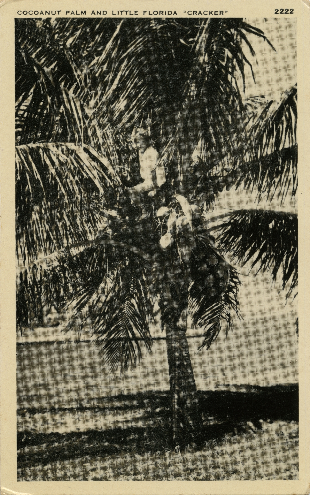 Cocoanut palm and little Florida "Cracker".