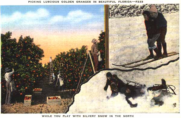 Picking luscious golden oranges in beautiful Florida while you play with silvery snow in the north