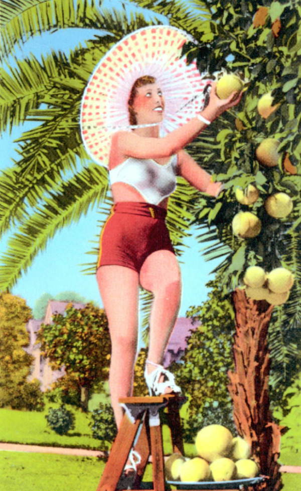 Picking luscious grapefruit