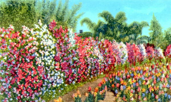 Beautiful hedge of sweet peas in full bloom