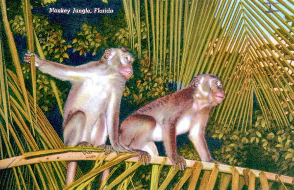 Monkey Jungle, Florida.