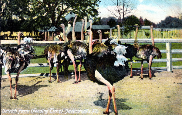 Ostrich farm feeding time - Jacksonville, Florida