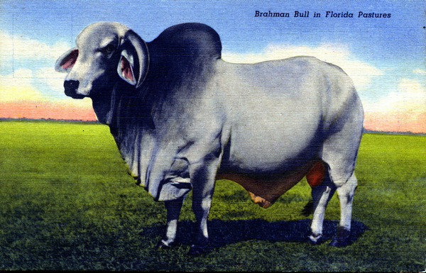Brahman bull in Florida pastures
