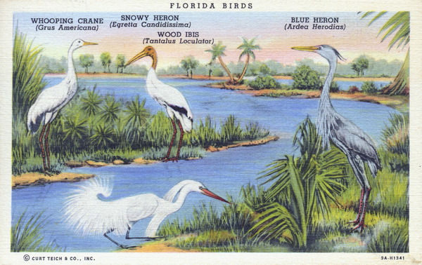 Florida birds - whooping crane, snowy heron, wood ibis and blue heron