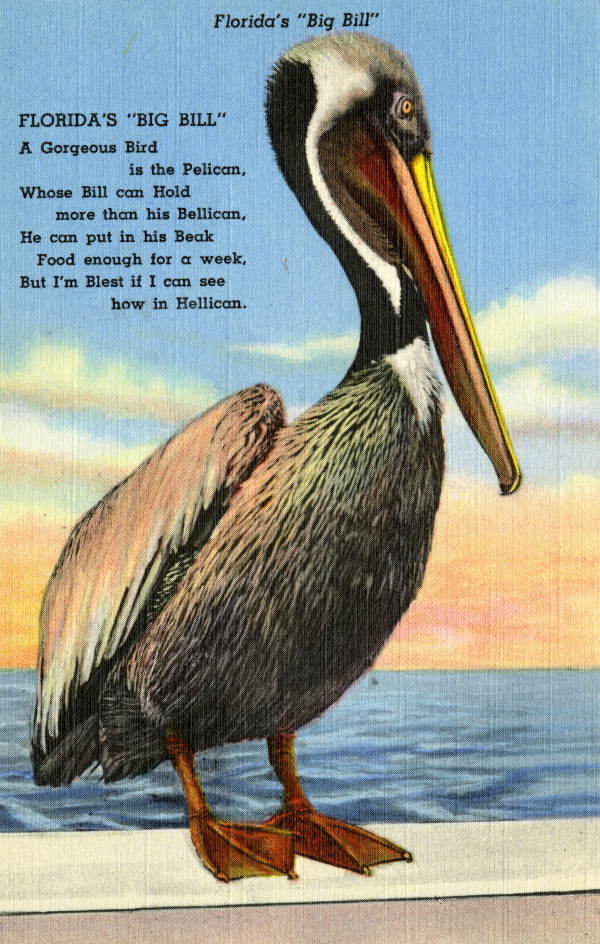 Florida's Big Bill Pelican