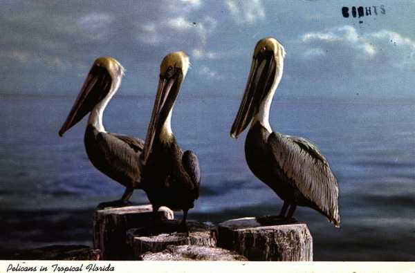 Pelicans in tropical Florida