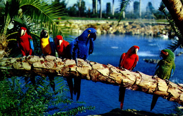 Macaws.