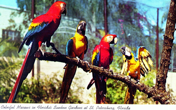 Colorful macaws