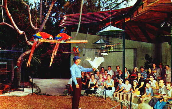 Macaws and cockatoos perform in "parrot bowl"