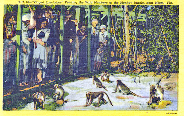 Caged spectators feeding the wild monkeys at the Monkey Jungle - near Miami, Florida