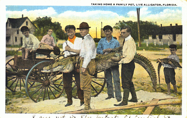 Taking home a family pet, live alligator - Florida