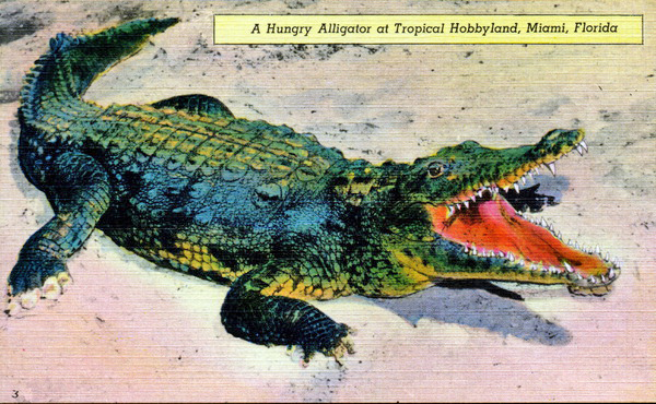 A hungry alligator at Tropical Hobbyland - Miami, Florida.