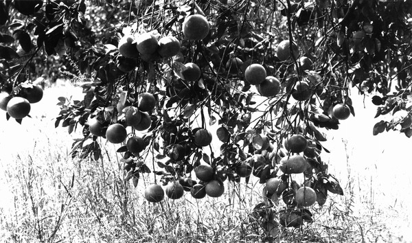 Grapefruit on the tree