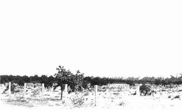 Citrus grove