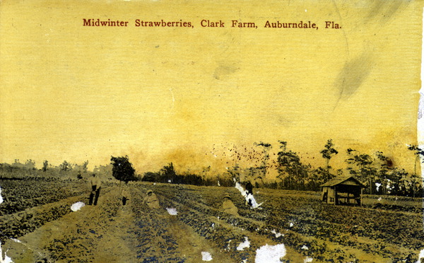 Midwinter strawberries - Clark Farm, Auburndale, Florida.