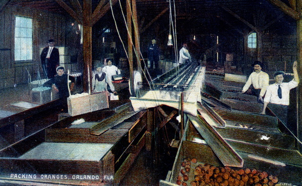 Packing oranges - Orlando, Florida