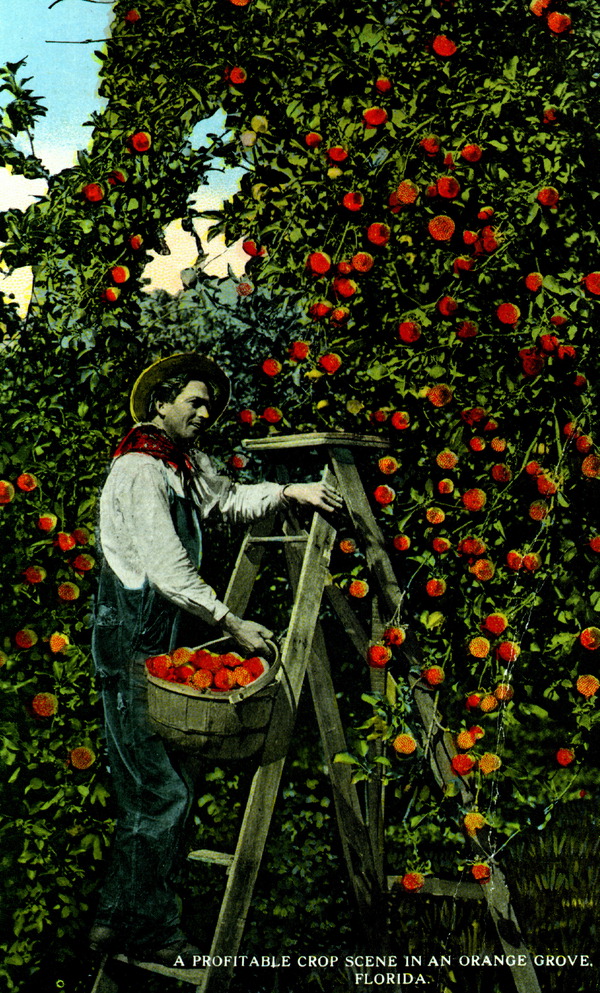 A profitable crop scene in an orange grove - Florida