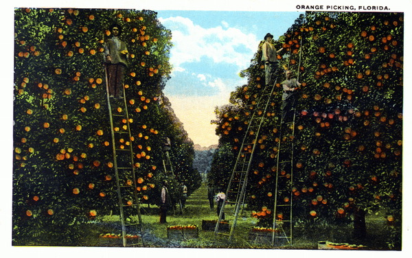 Orange picking - Florida