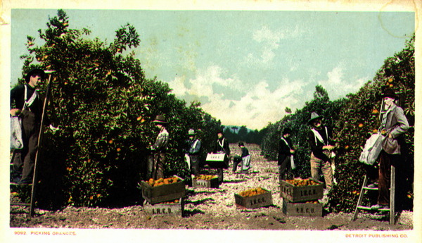 Picking oranges