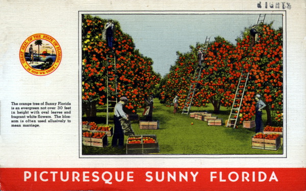 The Orange tree of sunny Florida