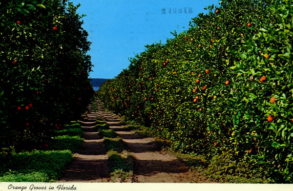 Orange groves in Florida