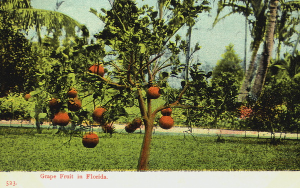 Grapefruit in Florida