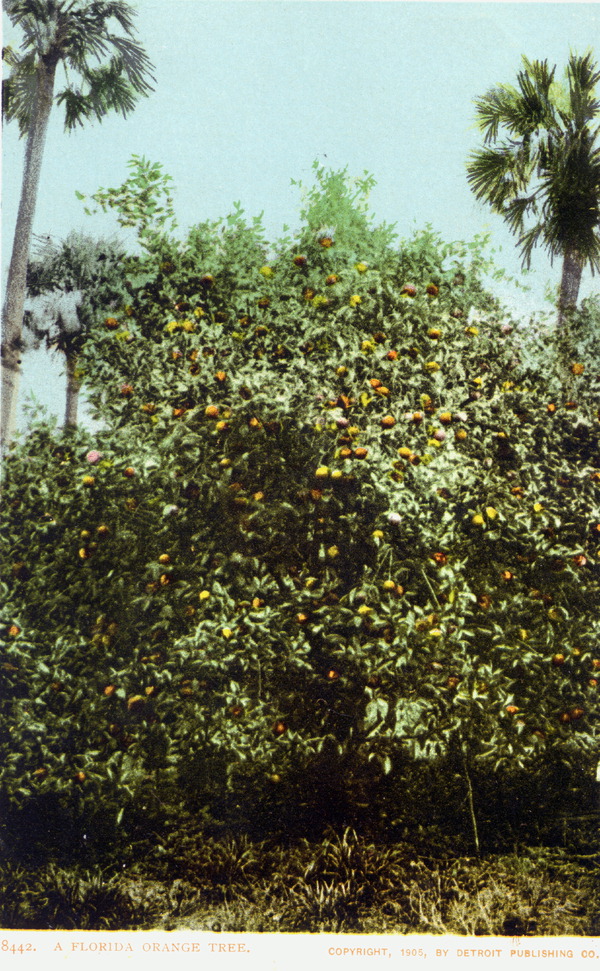 A Florida orange tree