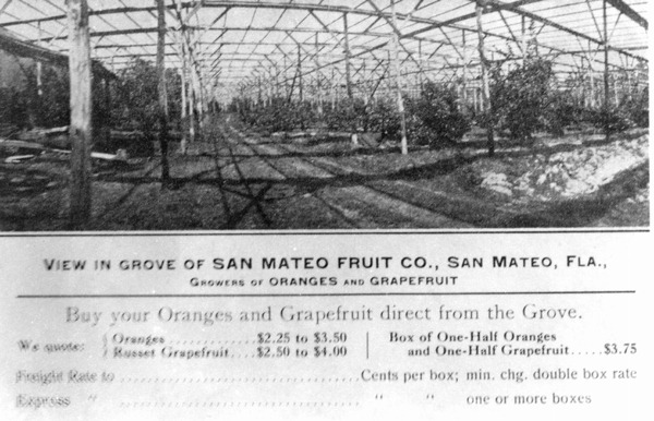 View in grove of San Mateo Fruit Company - San Mateo, Florida