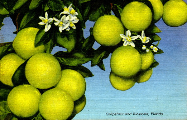 Grapefruit and blossoms - Florida