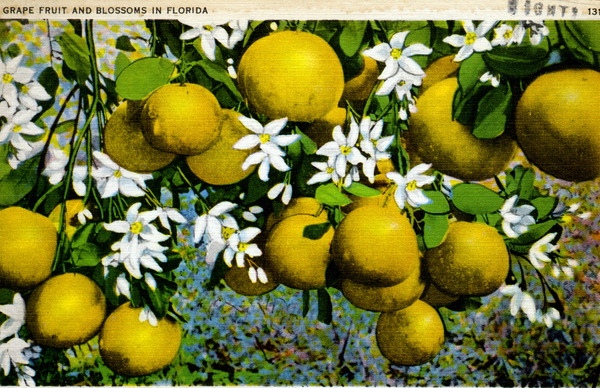 Grapefruit and blossoms in Florida