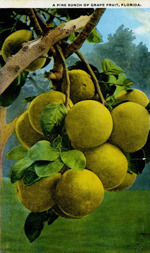 A Fine bunch of grapefruit - Florida