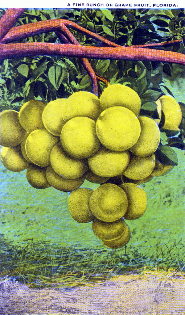 A Fine bunch of grapefruit - Florida