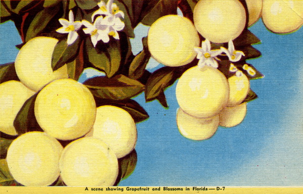 A Scene showing grapefruit and blossoms in Florida.