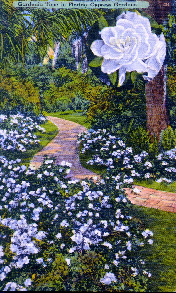 Gardenia time in Florida Cypress Gardens