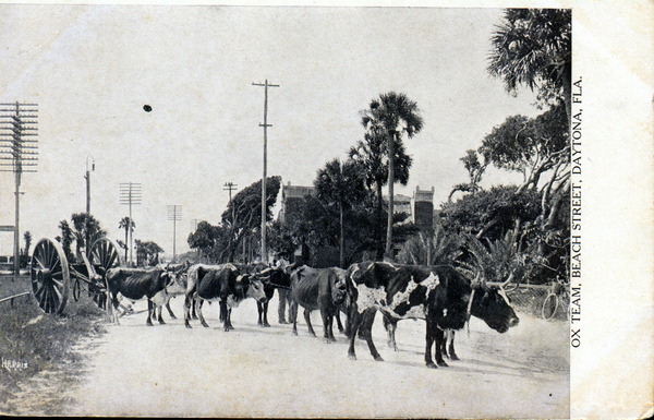 Ox team - Beach Street, Daytona Beach, Florida.