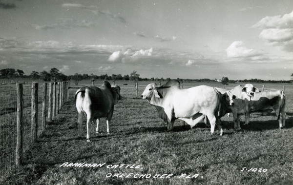 Brahman cattle in Okeechobee, Florida.