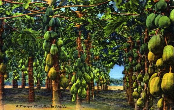 A papaya plantation in Florida
