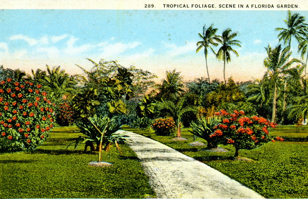 Tropical foliage - scene in a Florida garden