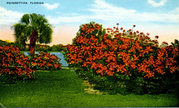 Poinsettias.