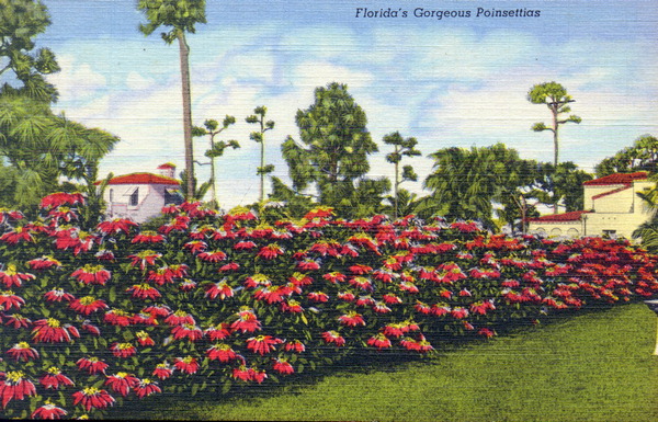 Florida's gorgeous poinsettias.