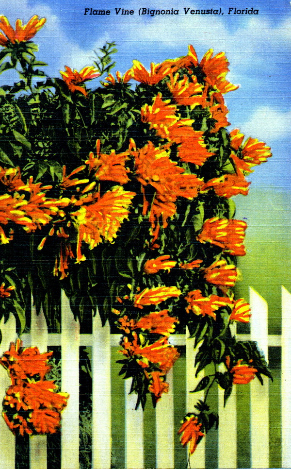 Flame vine (Bignonia venusta) - Florida