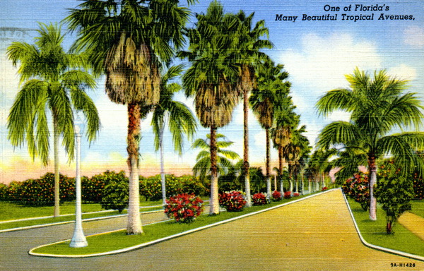 One of Florida's many beautiful tropical avenues.