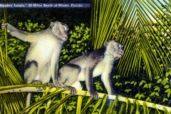 "Monkey jungle," twenty miles south of Miami, Florida.
