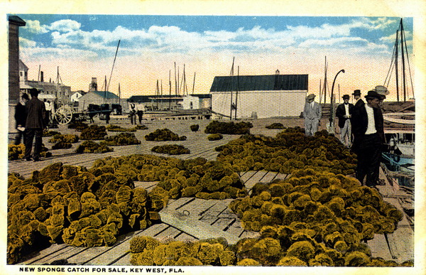 New sponge catch for sale - Key West, Florida