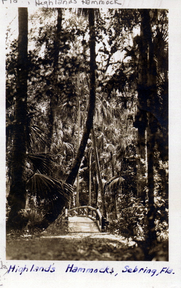Highlands Hammock - Sebring, Florida.