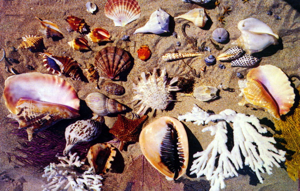 Shells from the coasts of Florida.
