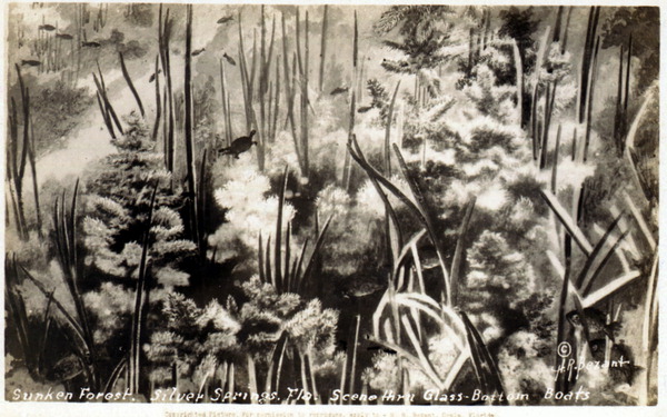 Sunken forest - Silver Springs, Florida