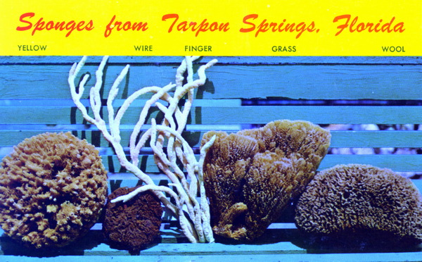 Sponges from Tarpon Springs - Florida.