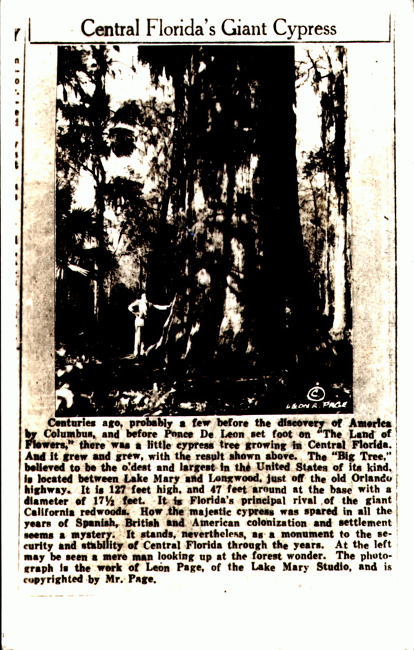 Central Florida's giant cypress